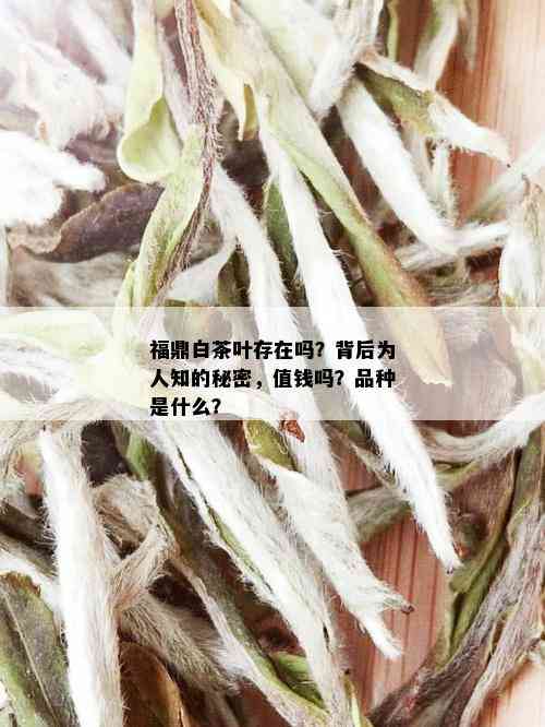 福鼎白茶叶存在吗？背后为人知的秘密，值钱吗？品种是什么？