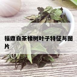 福鼎白茶橡树叶子特征与图片