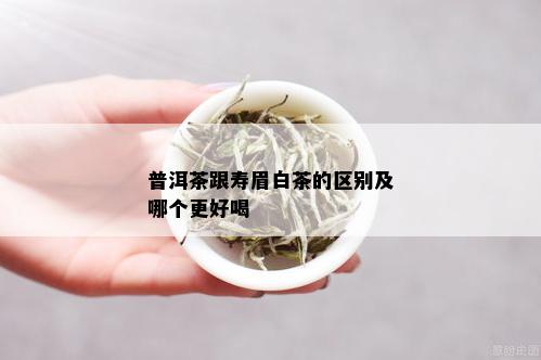 普洱茶跟寿眉白茶的区别及哪个更好喝