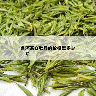 普洱茶白牡丹的价格是多少一斤