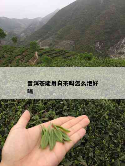 普洱茶能用白茶吗怎么泡好喝