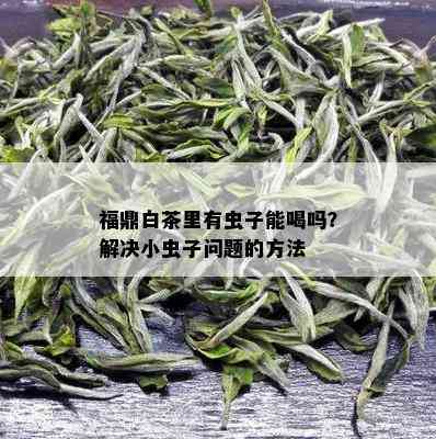 福鼎白茶里有虫子能喝吗？解决小虫子问题的方法