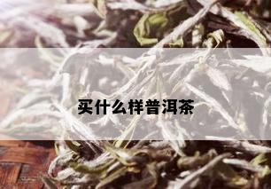 买什么样普洱茶