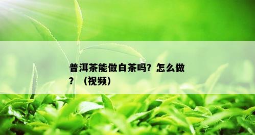 普洱茶能做白茶吗？怎么做？（视频）