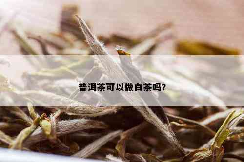 普洱茶可以做白茶吗？