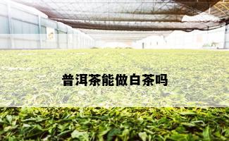 普洱茶能做白茶吗