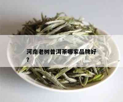 河南老树普洱茶哪家品牌好？