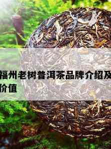 福州老树普洱茶品牌介绍及价值