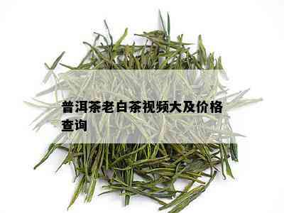 普洱茶老白茶视频大及价格查询