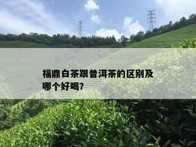 福鼎白茶跟普洱茶的区别及哪个好喝？