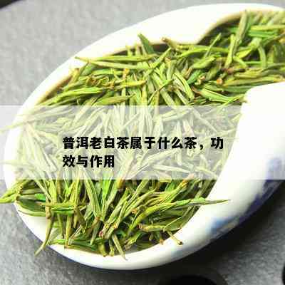 普洱老白茶属于什么茶，功效与作用