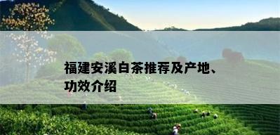 福建安溪白茶推荐及产地、功效介绍