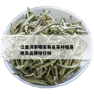 江普洱茶哪家有名茶种植基地及品牌排行榜