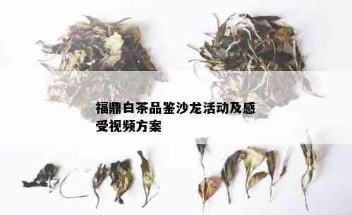 福鼎白茶品鉴沙龙活动及感受视频方案