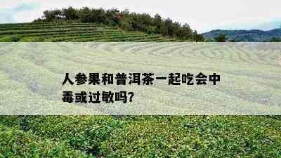 人参果和普洱茶一起吃会中或过敏吗？