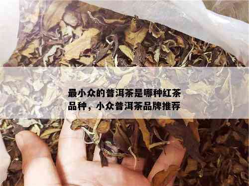 最小众的普洱茶是哪种红茶品种，小众普洱茶品牌推荐