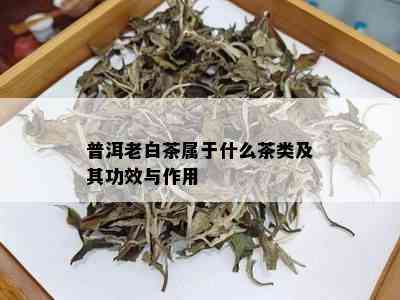 普洱老白茶属于什么茶类及其功效与作用