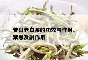 普洱老白茶的功效与作用、禁忌及副作用