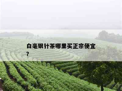 白毫银针茶哪里买正宗便宜？