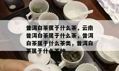 普洱白茶属于什么茶，云南普洱白茶属于什么茶，普洱白茶属于什么茶类，普洱白茶属于什么茶种