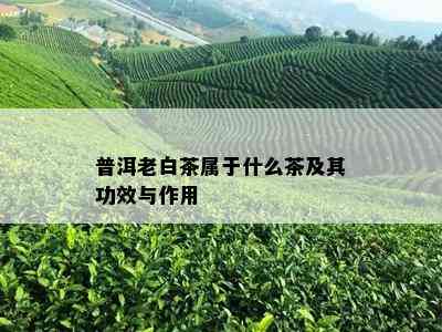 普洱老白茶属于什么茶及其功效与作用