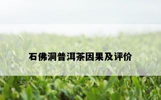 石佛洞普洱茶因果及评价