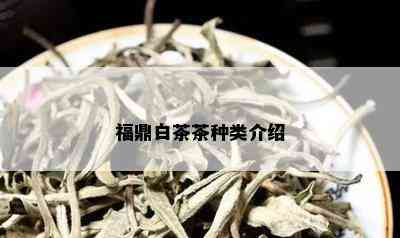 福鼎白茶茶种类介绍