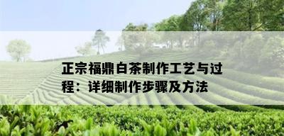 正宗福鼎白茶制作工艺与过程：详细制作步骤及方法