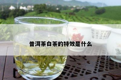 普洱茶白茶的特效是什么