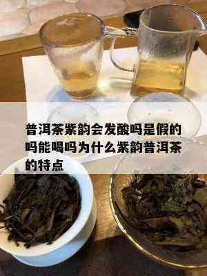 普洱茶紫韵会发酸吗是假的吗能喝吗为什么紫韵普洱茶的特点