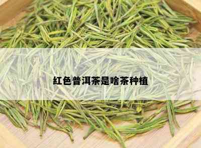 红色普洱茶是啥茶种植