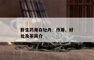 野生用白牡丹：作用、好处及茶简介