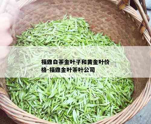 福鼎白茶金叶子和黄金叶价格-福鼎金叶茶叶公司