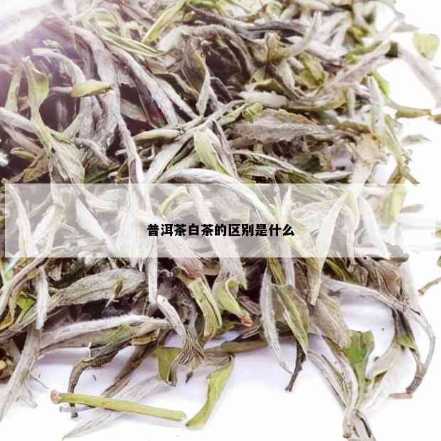 普洱茶白茶的区别是什么