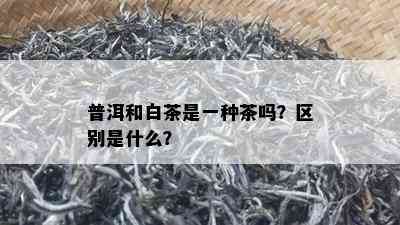 普洱和白茶是一种茶吗？区别是什么？