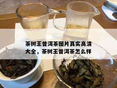 茶树王普洱茶图片真实高清大全，茶树王普洱茶怎么样