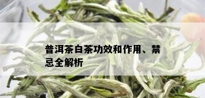 普洱茶白茶功效和作用、禁忌全解析