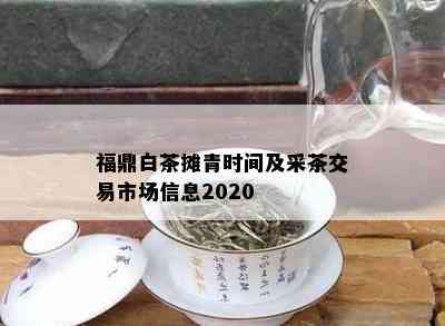 福鼎白茶摊青时间及采茶交易市场信息2020