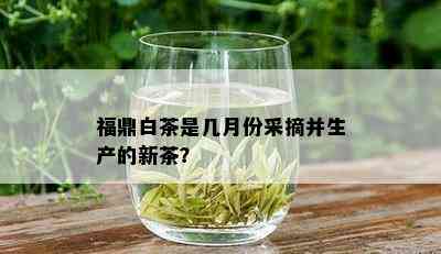 福鼎白茶是几月份采摘并生产的新茶？