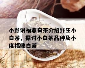 小野讲福鼎白茶介绍野生小白茶，探讨小白茶品种及小度福鼎白茶