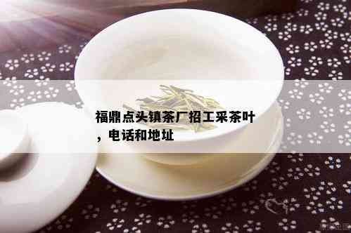 福鼎点头镇茶厂招工采茶叶，电话和地址