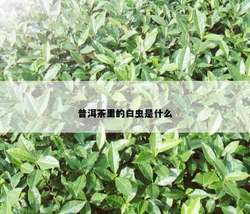 普洱茶里的白虫是什么