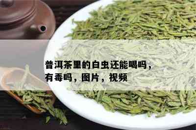 普洱茶里的白虫还能喝吗，有吗，图片，视频