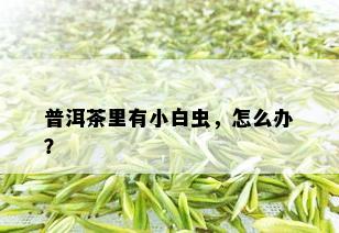 普洱茶里有小白虫，怎么办？