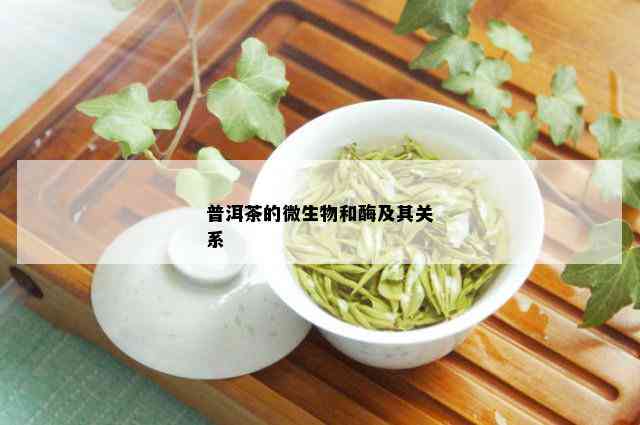 普洱茶的微生物和酶及其关系