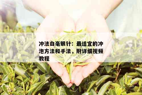 冲法白毫银针：最适宜的冲泡方法和手法，附详细视频教程