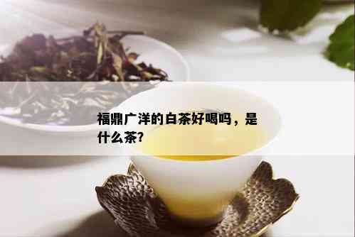 福鼎广洋的白茶好喝吗，是什么茶？