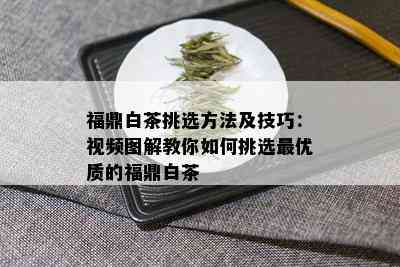 福鼎白茶挑选方法及技巧：视频图解教你如何挑选更优质的福鼎白茶