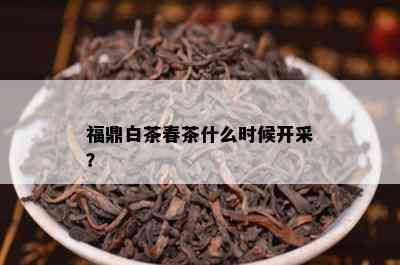 福鼎白茶春茶什么时候开采？