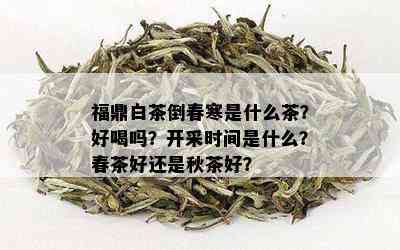 福鼎白茶倒春寒是什么茶？好喝吗？开采时间是什么？春茶好还是秋茶好？